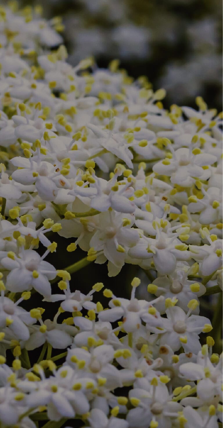 brackish-vodka-elderflower-background