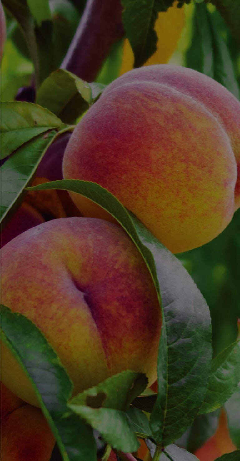 brackish-vodka-peach-background