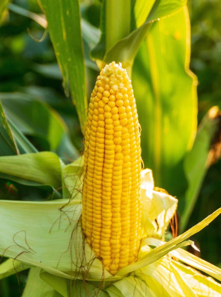 A cob of corn on the stalk. A ripe ear of corn in a field at sunset. Beautiful ear of corn with blurred background.